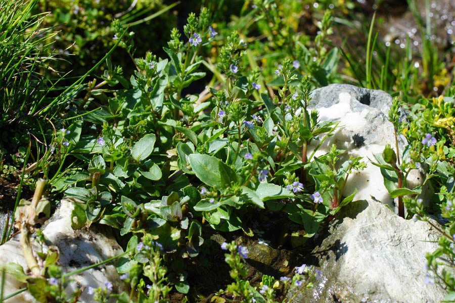 Veronica anagallis-aquatica